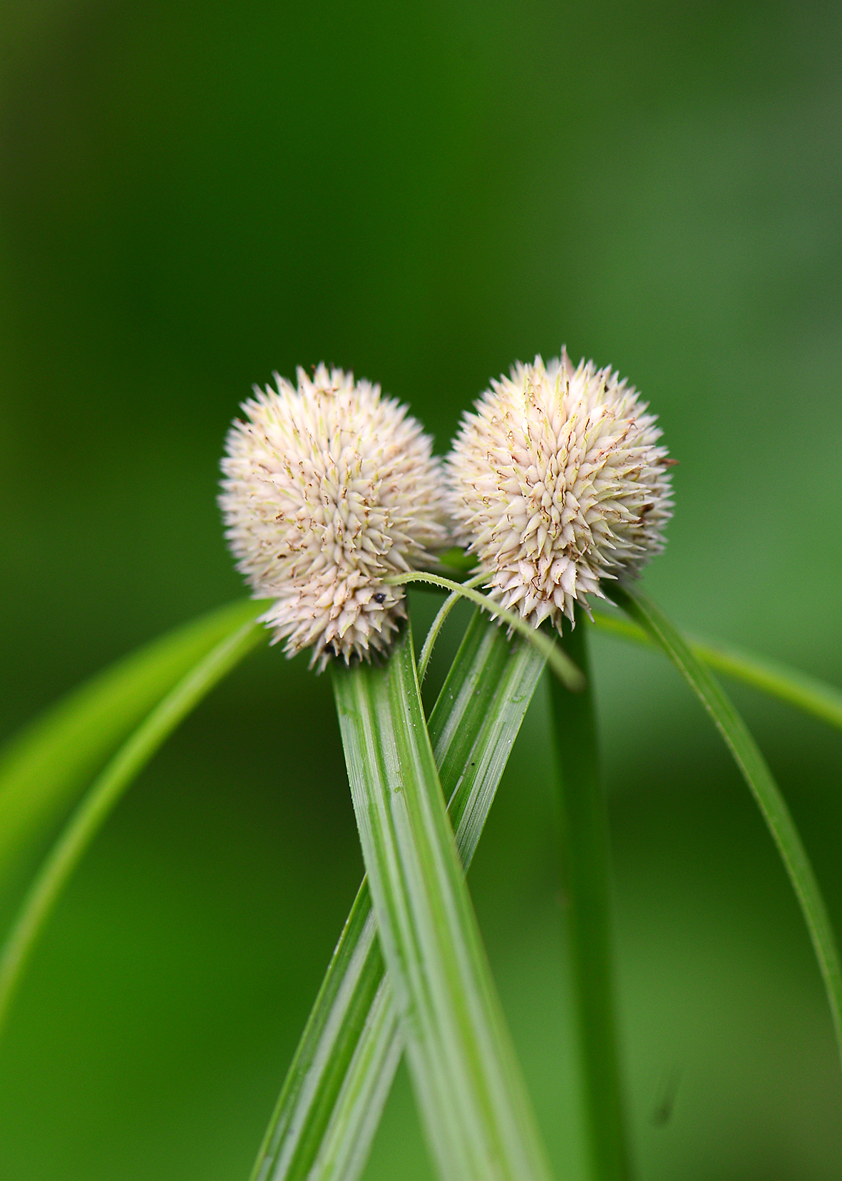 20170919-短叶水蜈蚣（Cyperus brevifolius）-莎草科莎草属.jpg.jpg