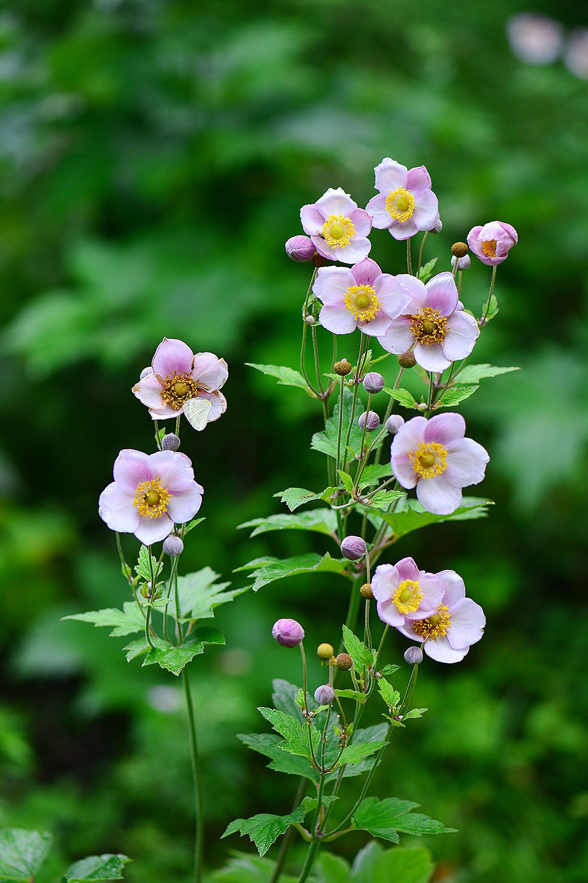 大火草（Anemone tomentosa）.JPG