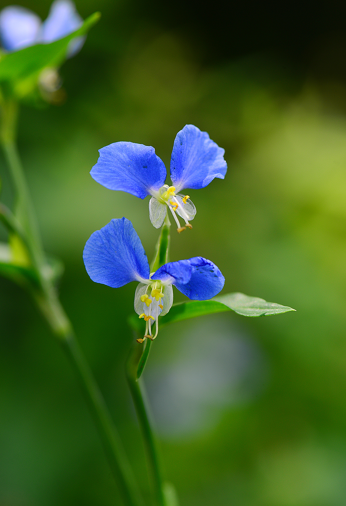 20170918-鸭跖草（Commelina communis）.jpg