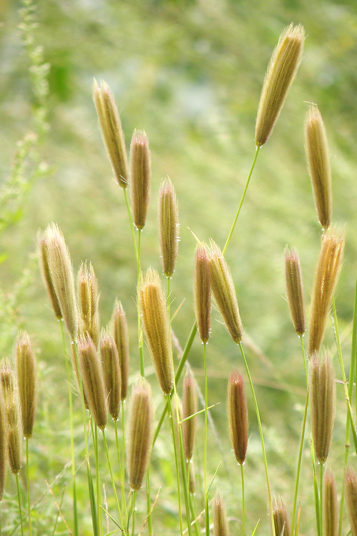 虎尾草（Chloris virgata）.JPG