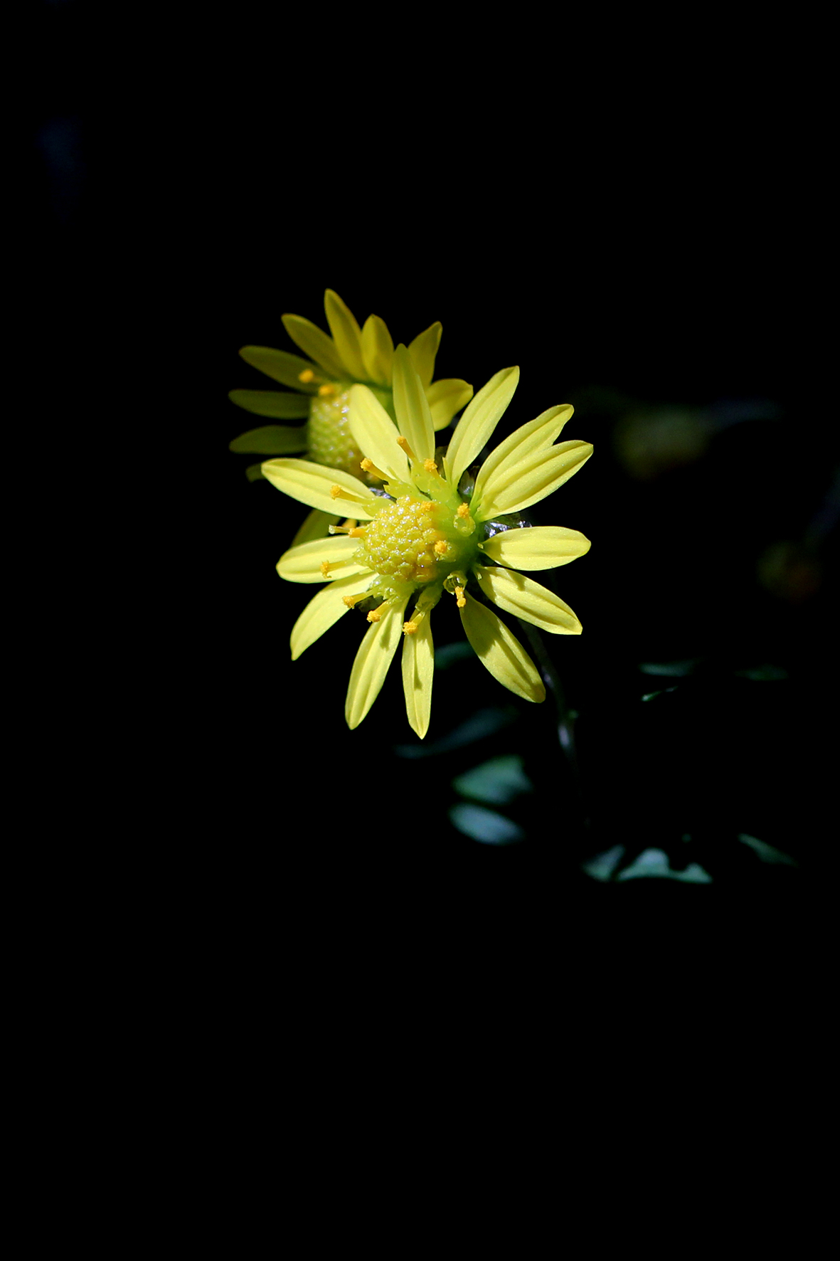 野菊（Chrysanthemum indicum）.JPG