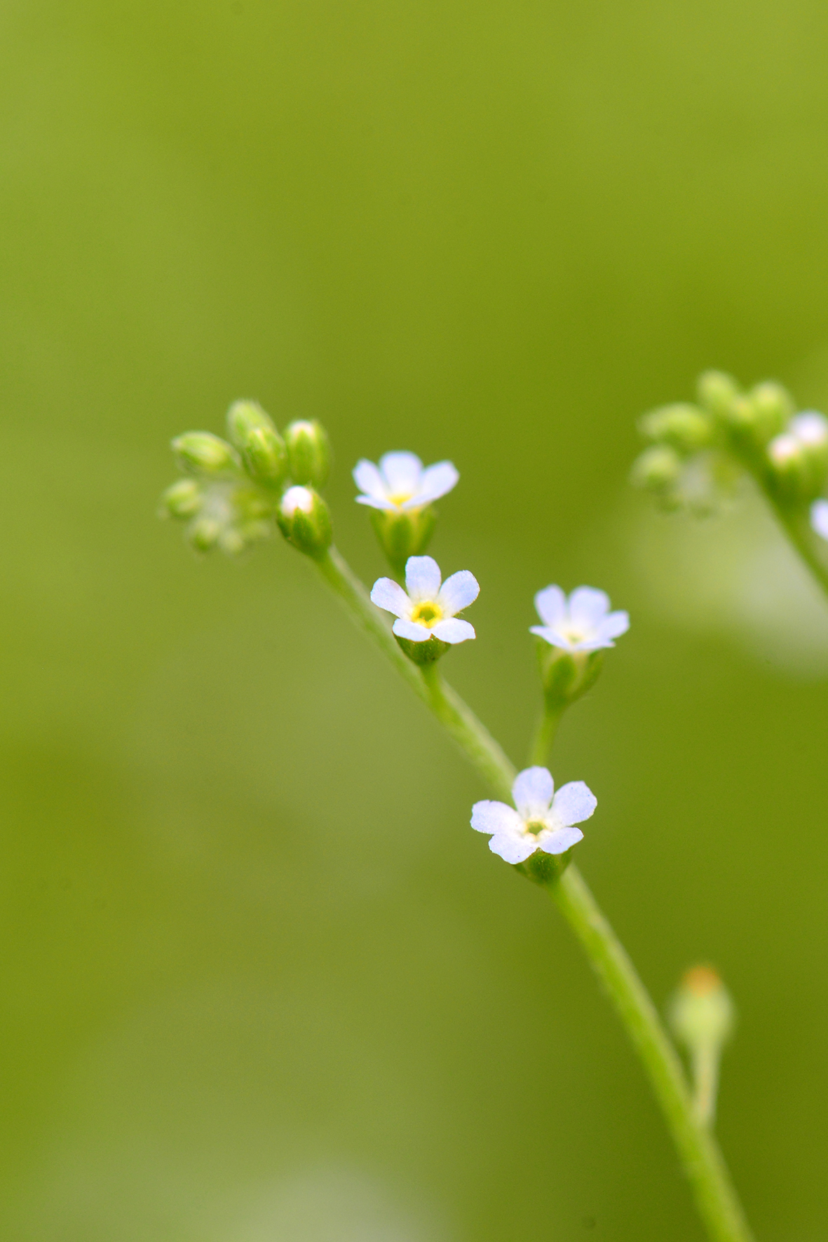 附地菜（Trigonotis peduncularis）.JPG