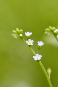 附地菜