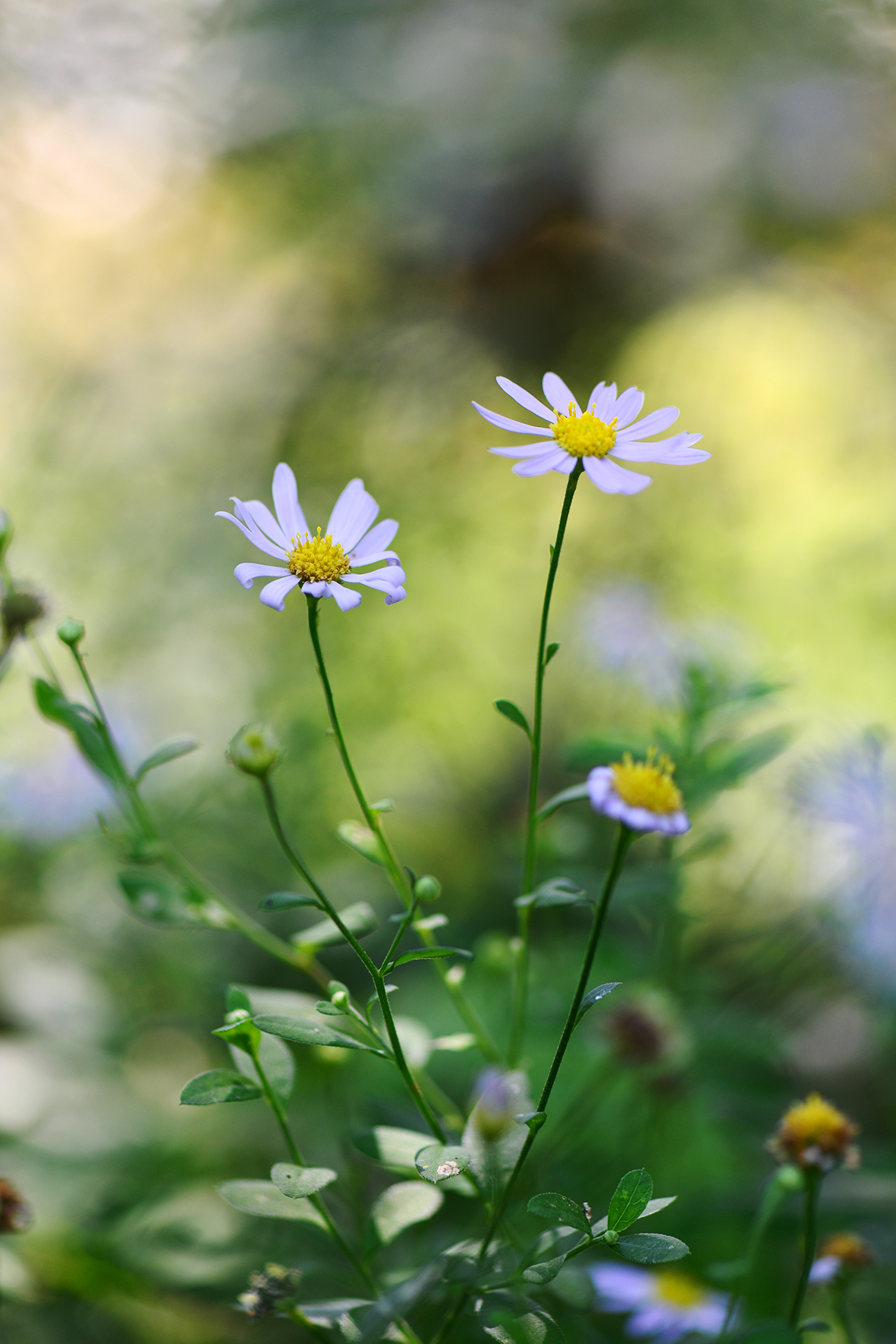 马兰（Aster indica）.JPG