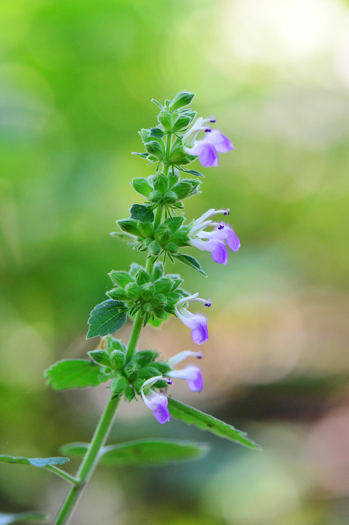 广防风（Anisomeles indica）.JPG