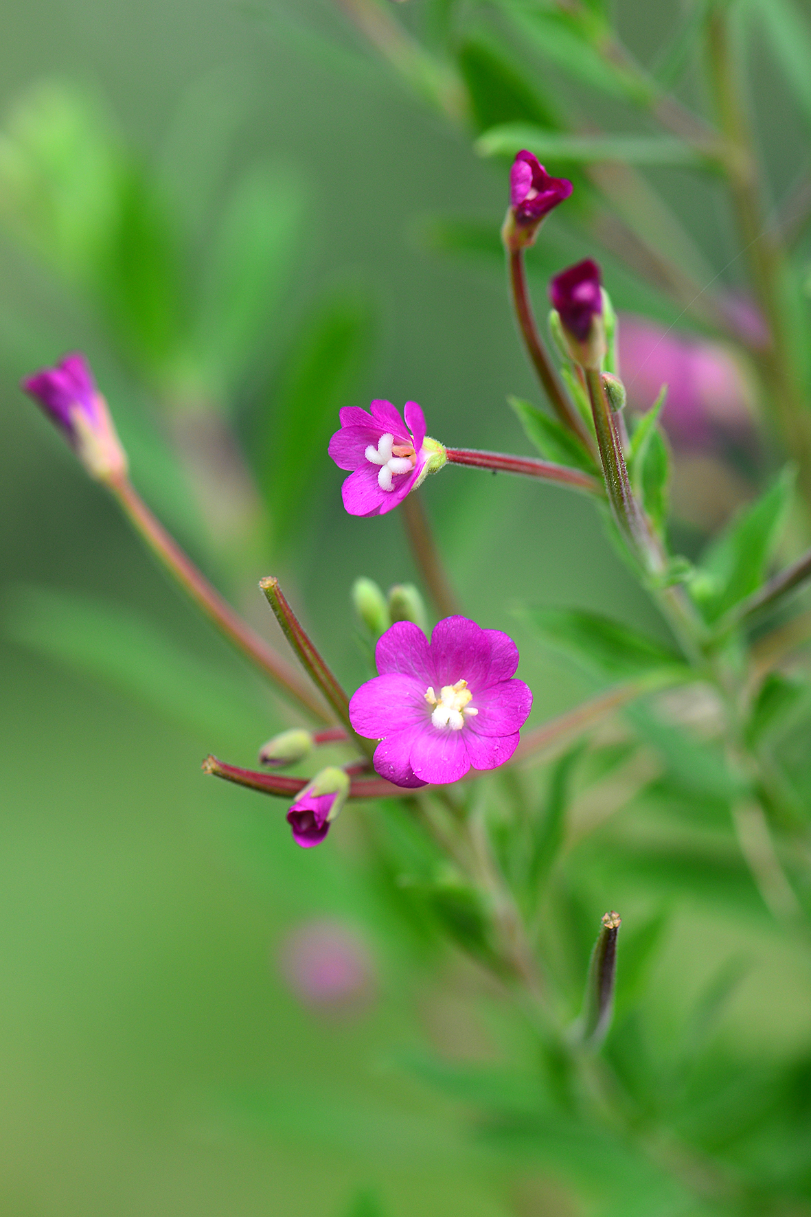 柳叶菜（Epilobium hirsutum）.JPG