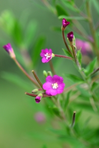 柳叶菜