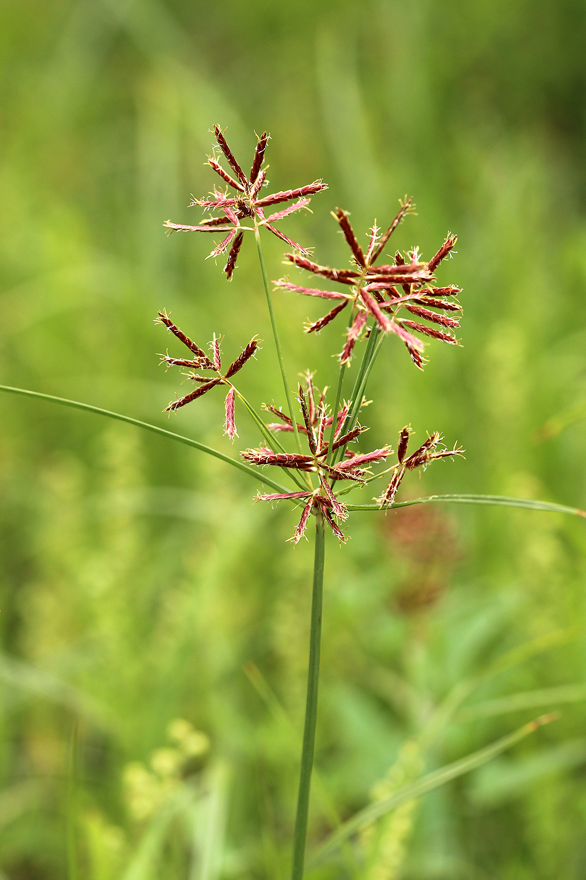 香附子（Cyperus rotundus）.JPG