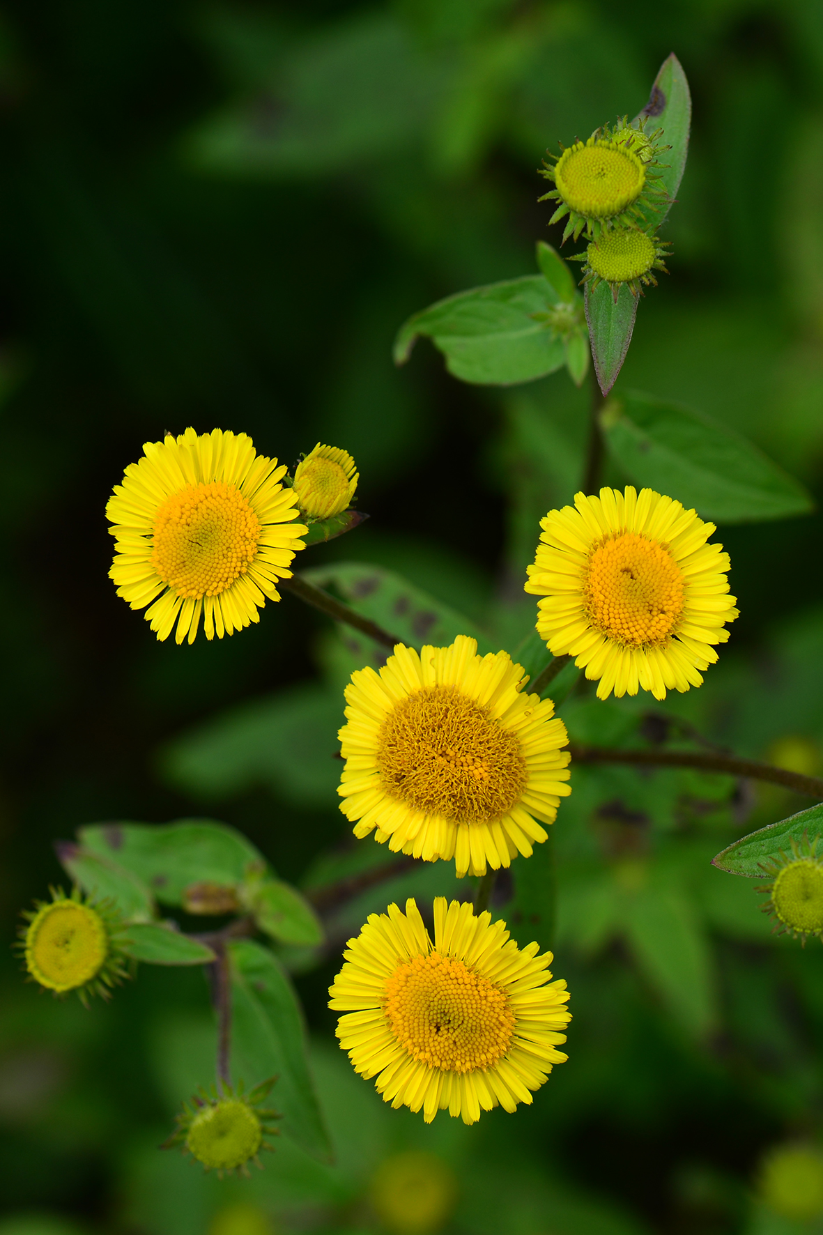 旋覆花（Inula japonica）.JPG