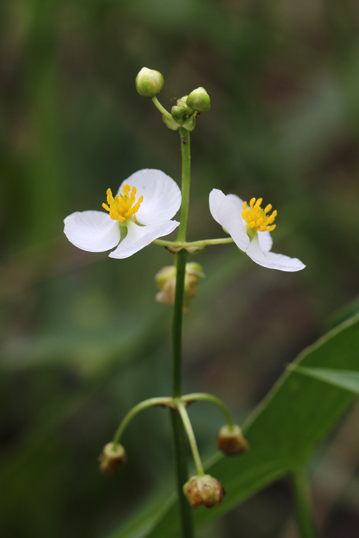 Sagittaria trifolia_野慈姑__芔_2012-9-30.jpg