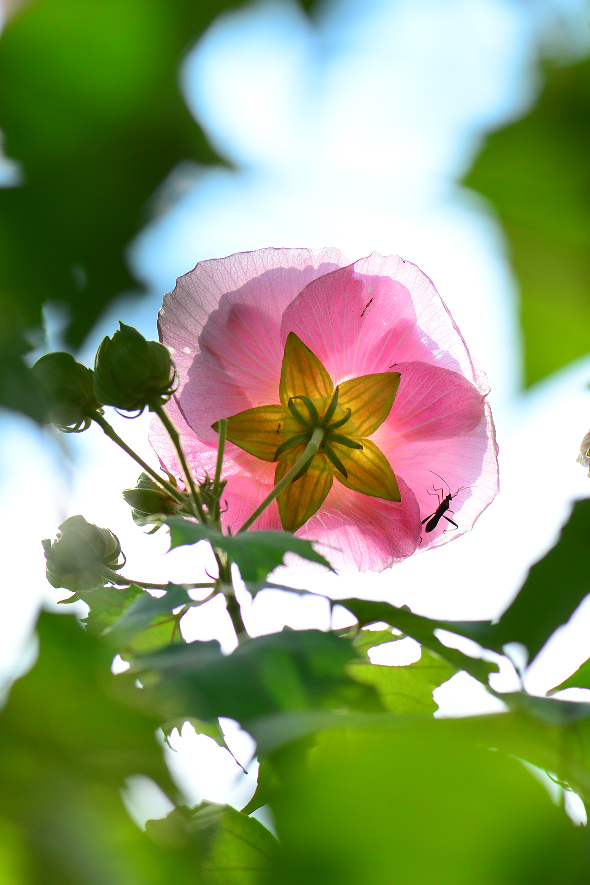 木芙蓉（Hibiscus mutabilis）.JPG