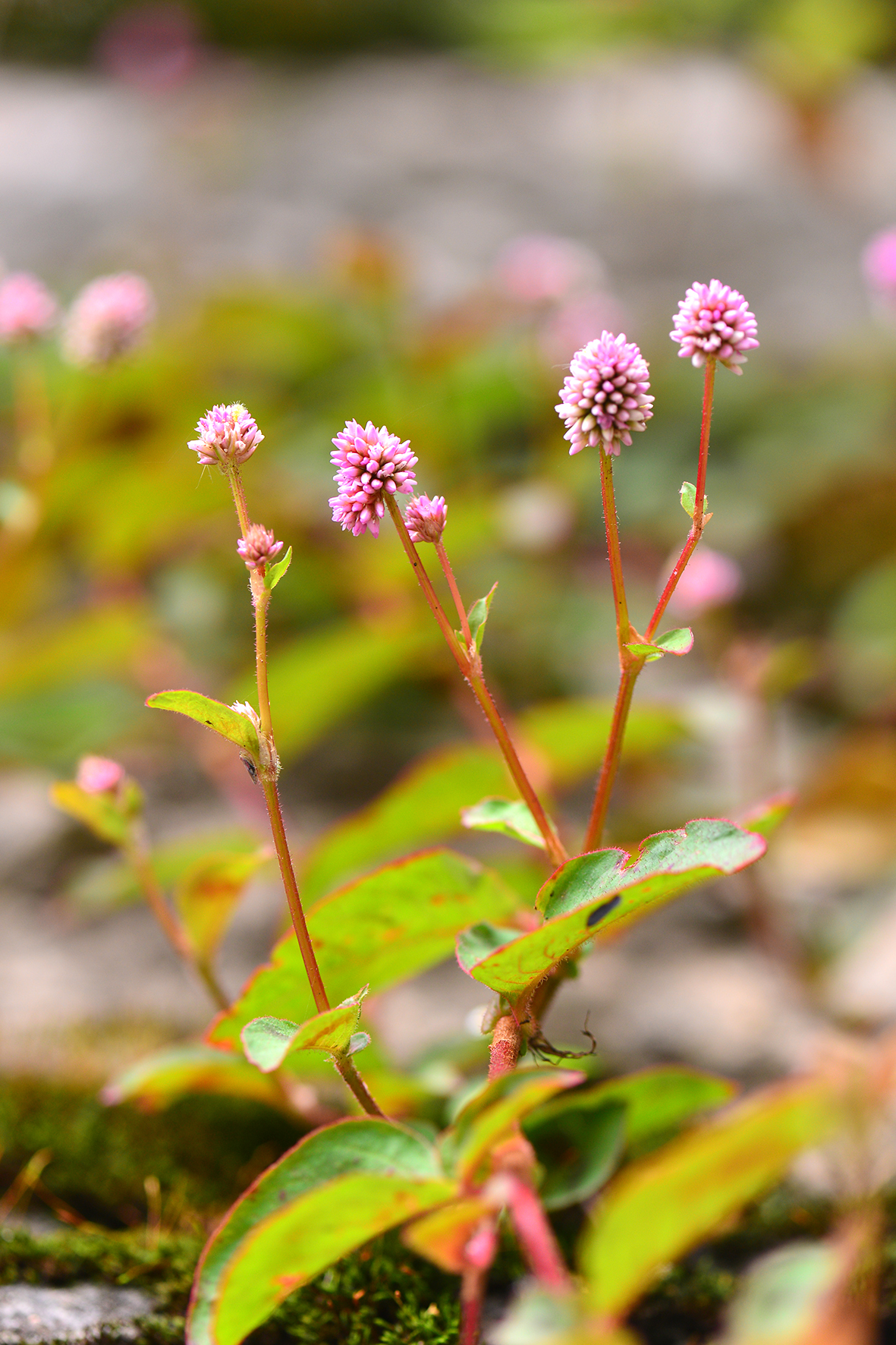 头花蓼（Persicaria capitata）.JPG