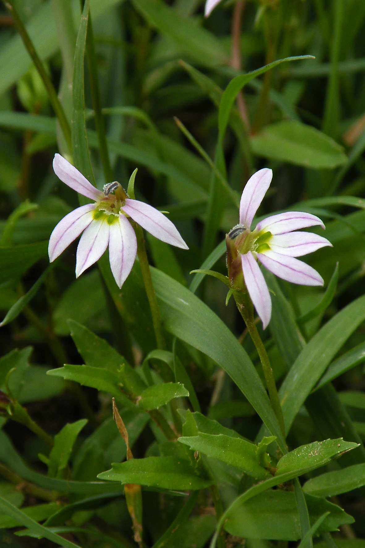 半边莲（Lobelia chinensis） (2).JPG