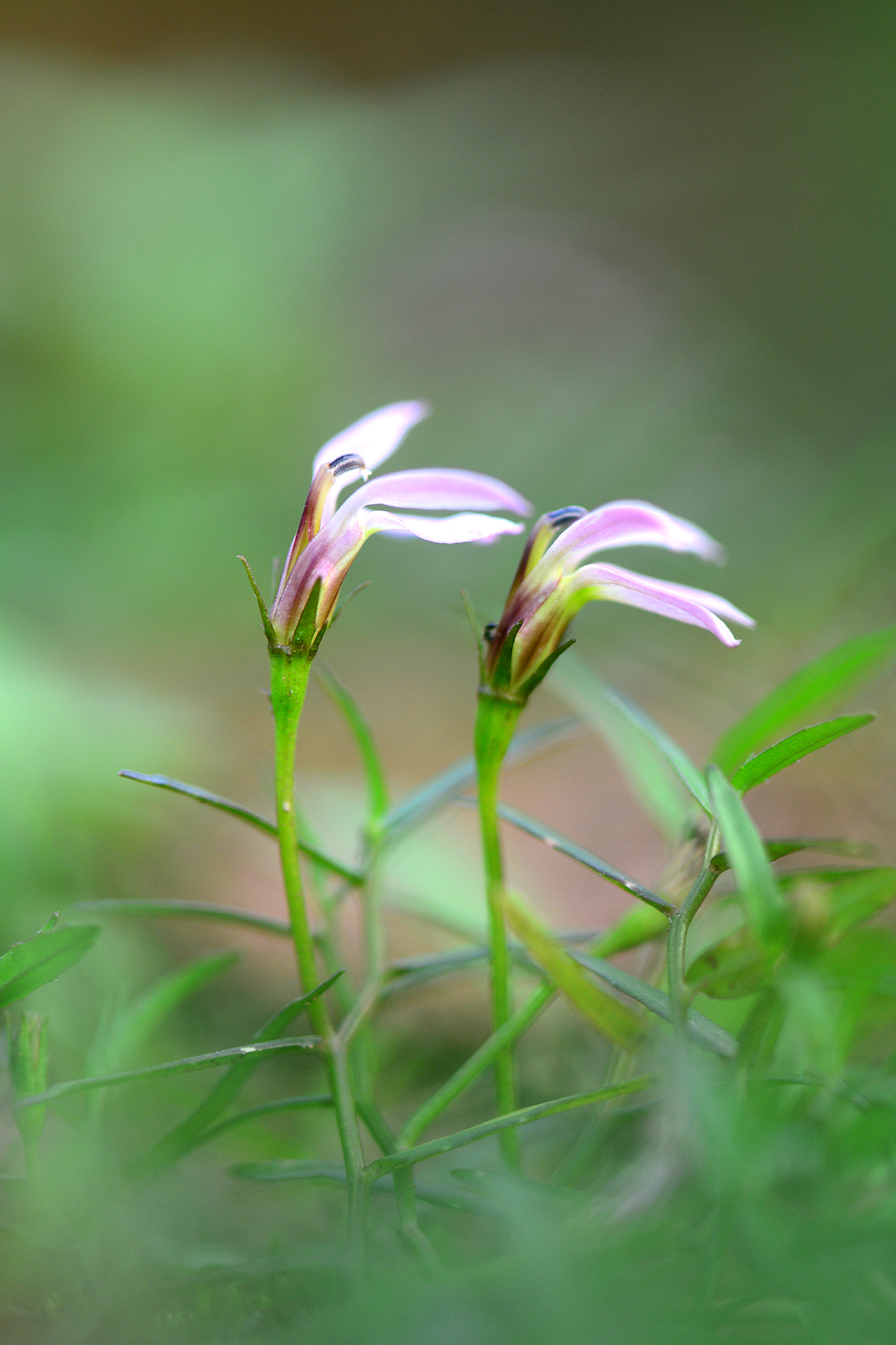 半边莲（Lobelia chinensis）.JPG