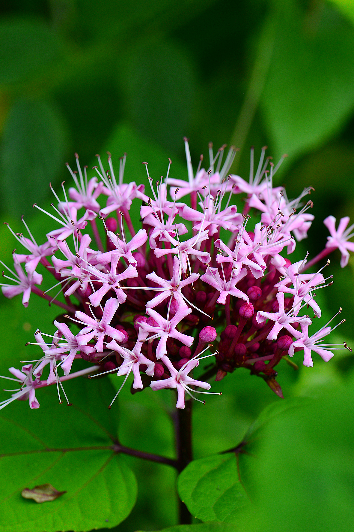 臭牡丹（Clerodendrum bungei）.JPG