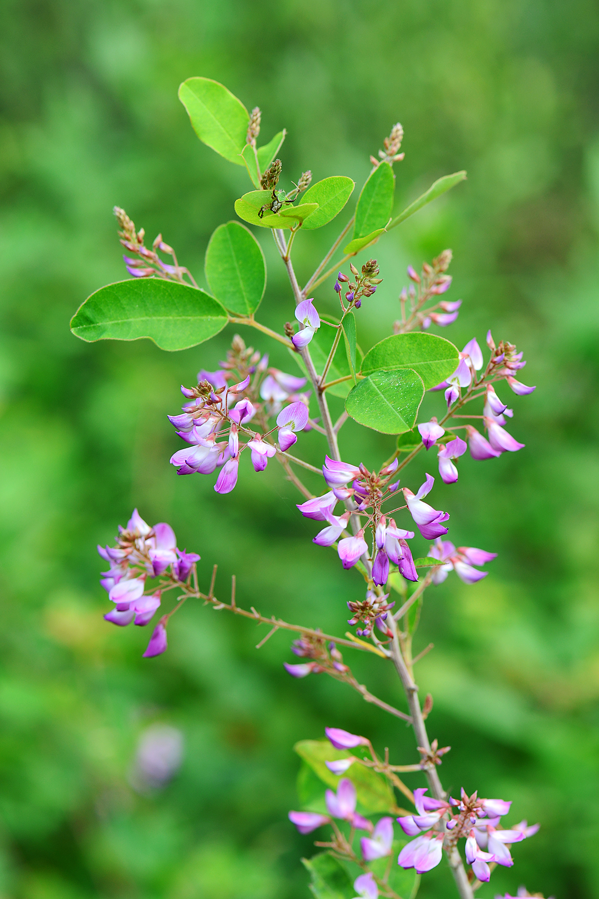 笐子稍（Campylotropis macrocarpa）.JPG