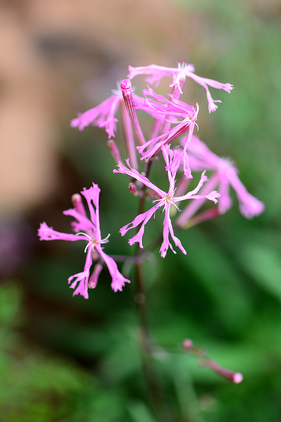 鹤草（Silene fortunei）.JPG