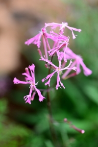 鹤草