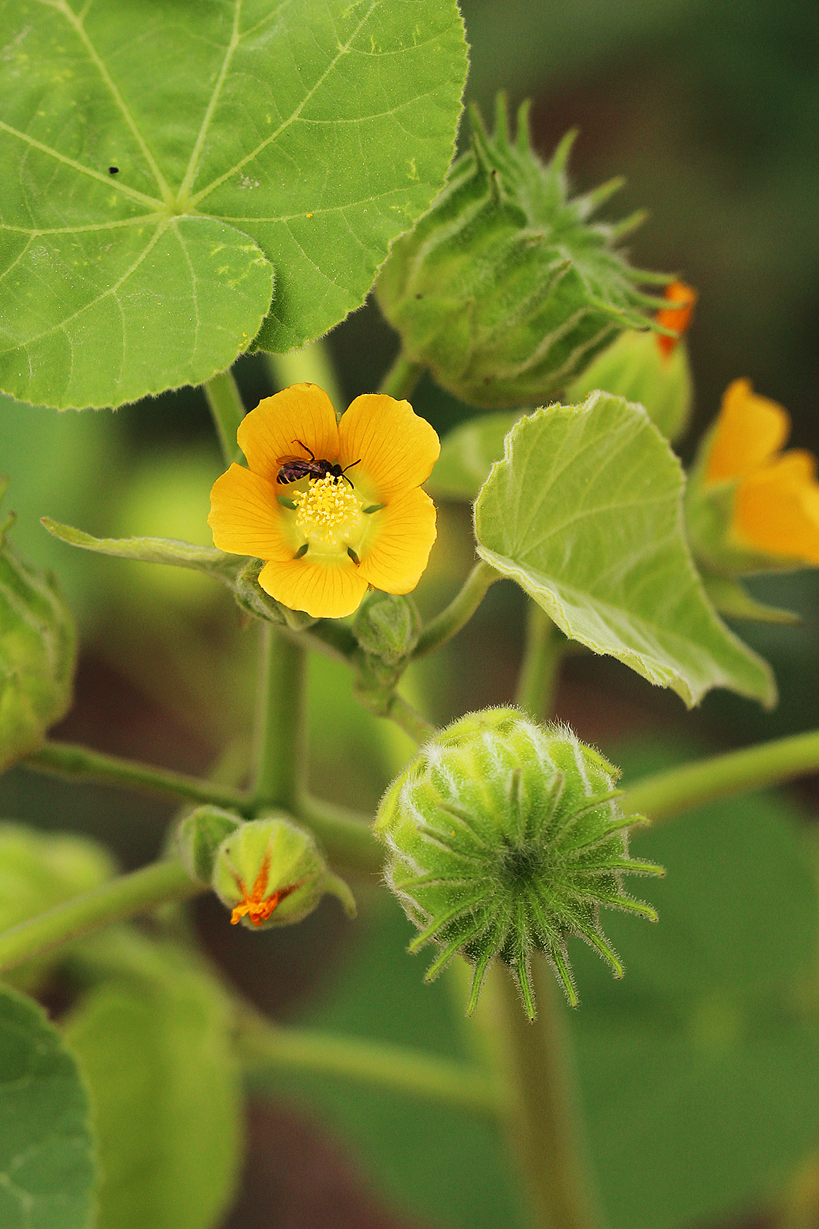 苘麻（Abutilon theophrasti）.JPG