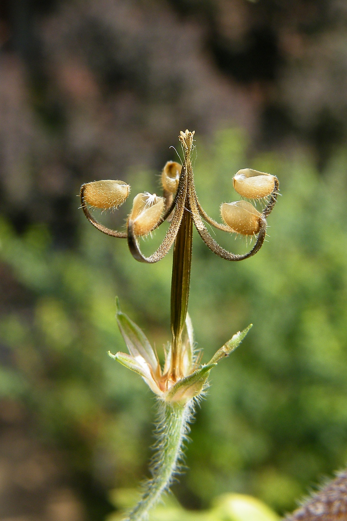 鼠掌老鹳草-民勤沙生植物园植物-图片