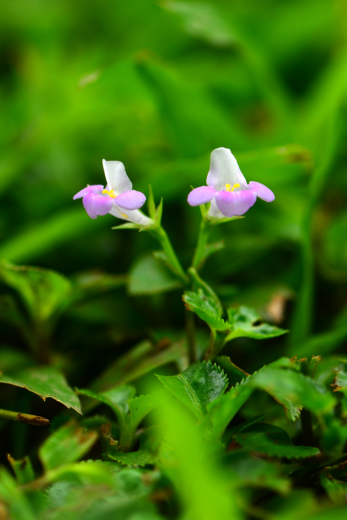 旱田草（Lindernia ruellioides）.JPG