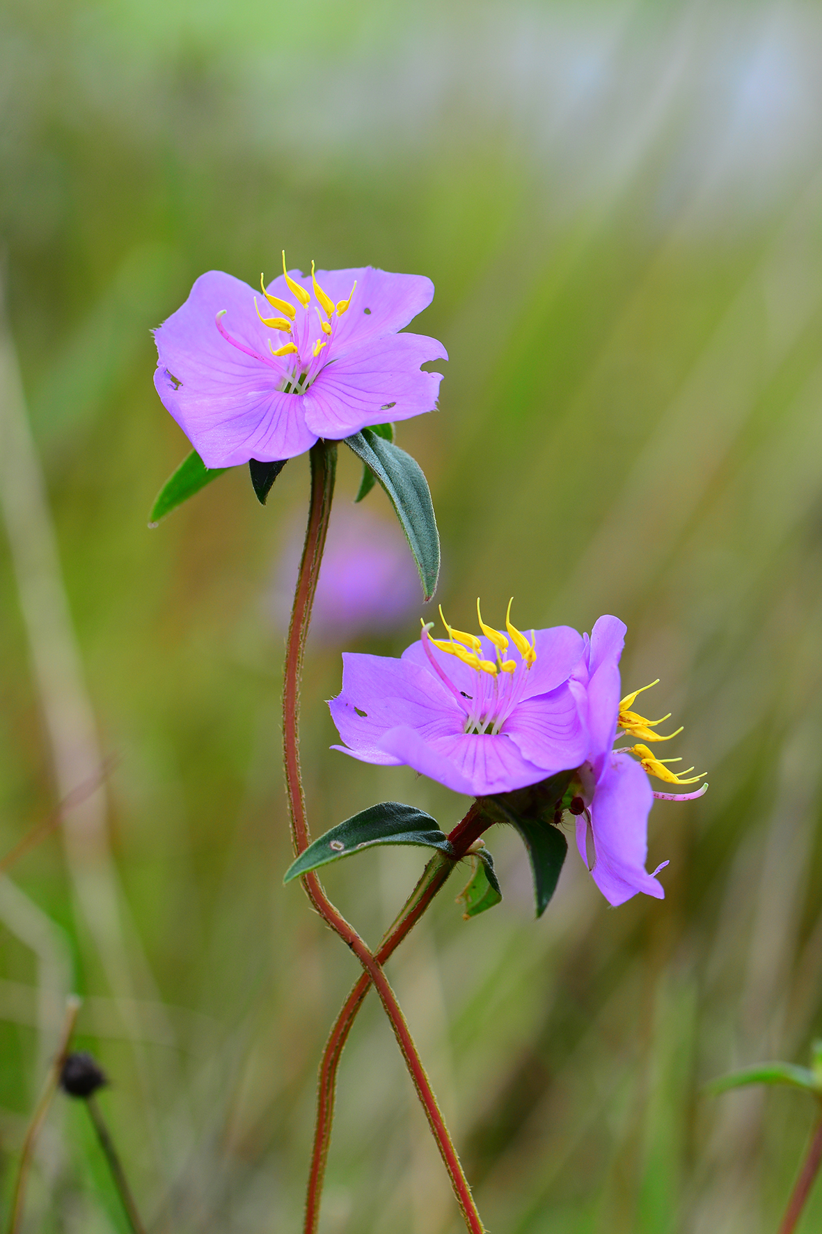 金锦香（Osbeckia chinensis）.JPG