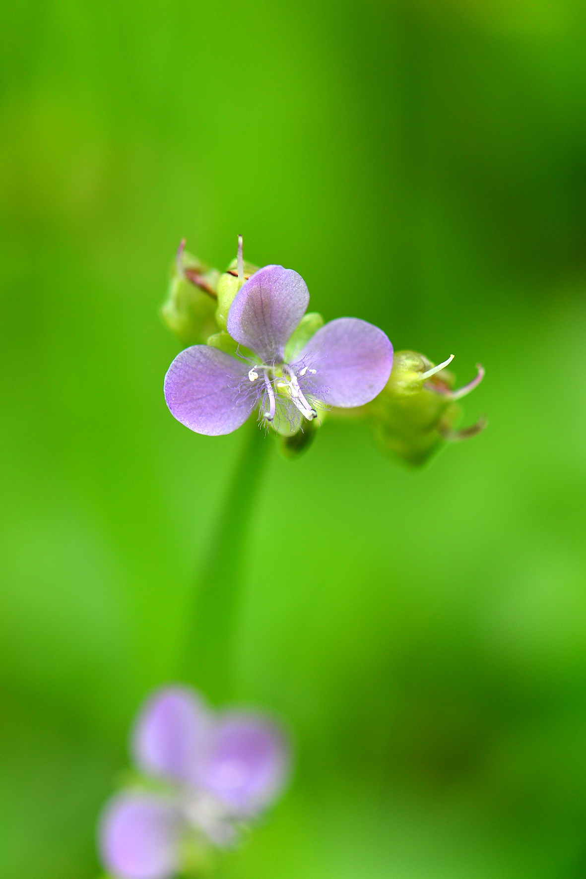 牛轭草（Murdannia loriformis）.JPG