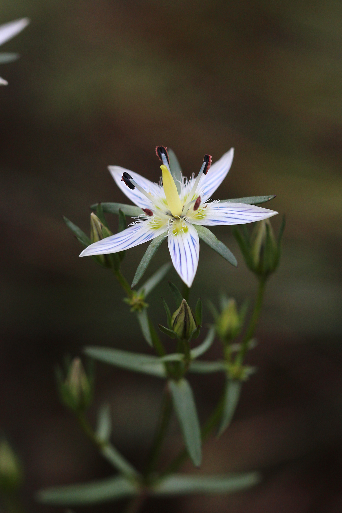 北方獐牙菜（Swertia diluta）.JPG