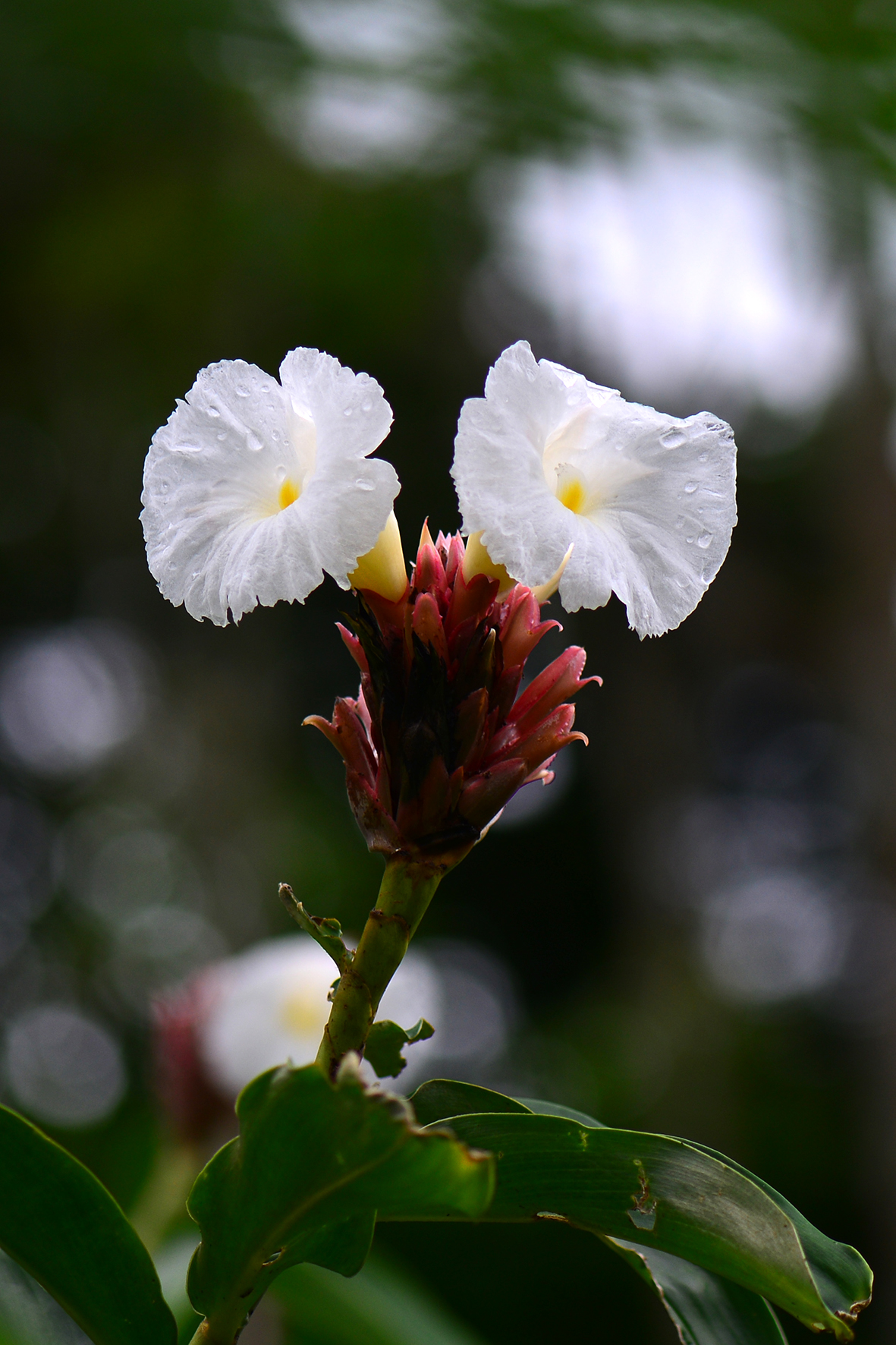 闭鞘姜（Costus speciosus）.JPG