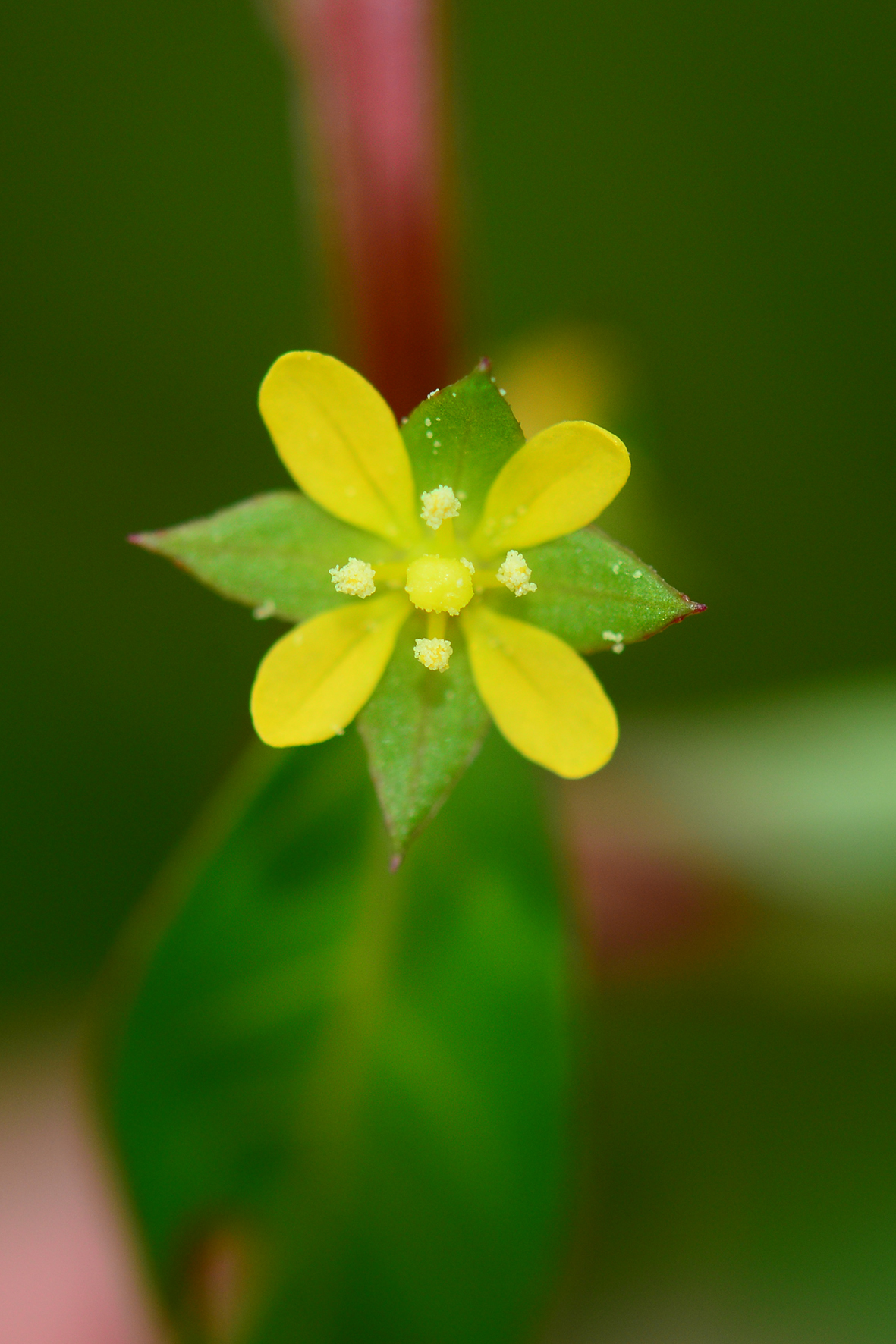 丁香蓼（Ludwigia prostrata）.JPG