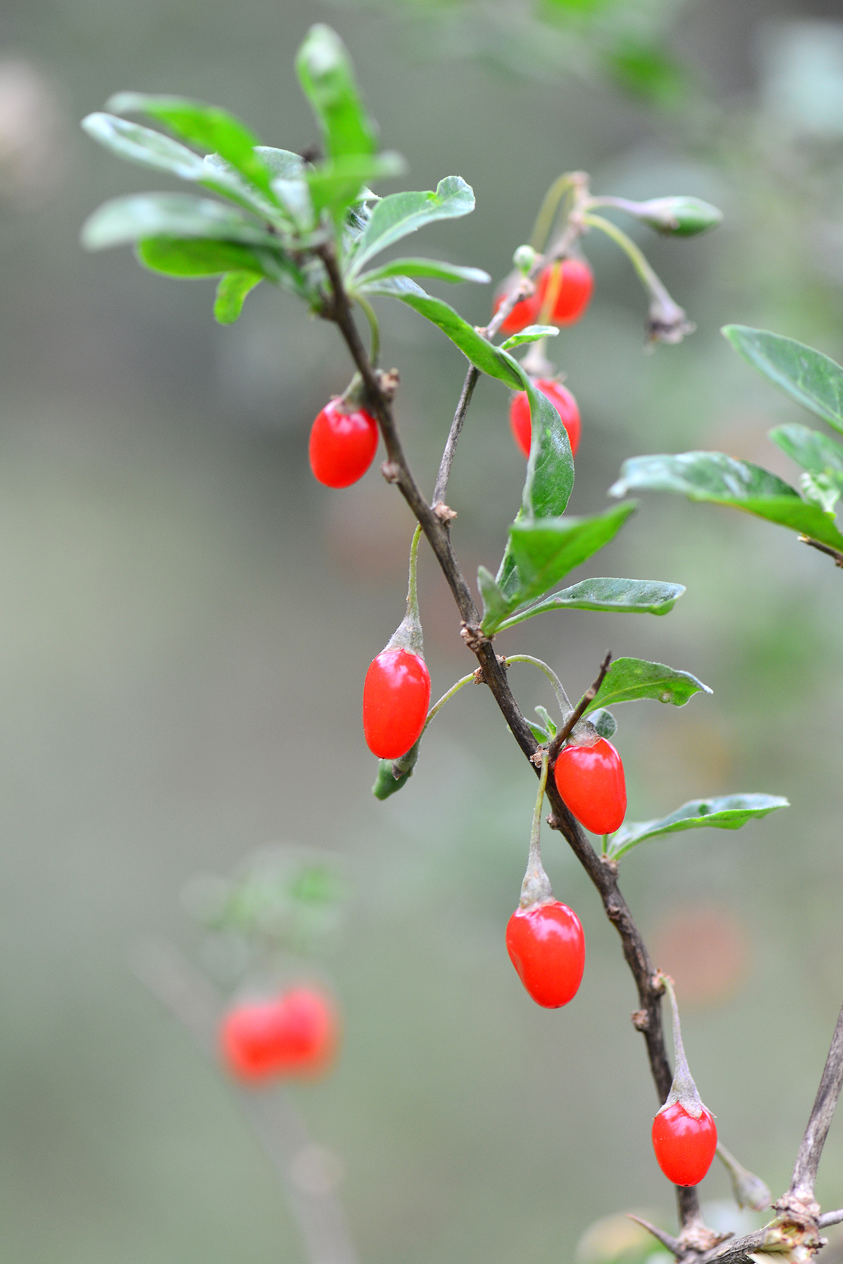 枸杞（Lycium chinense）.JPG