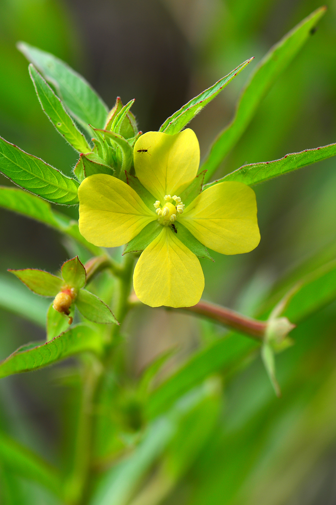 毛草龙（Ludwigia octovalvis）.JPG