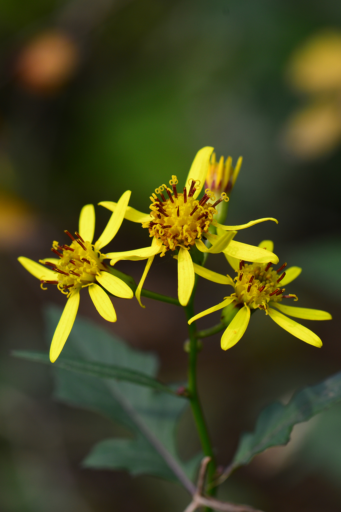 千里光（Senecio scandens）.JPG