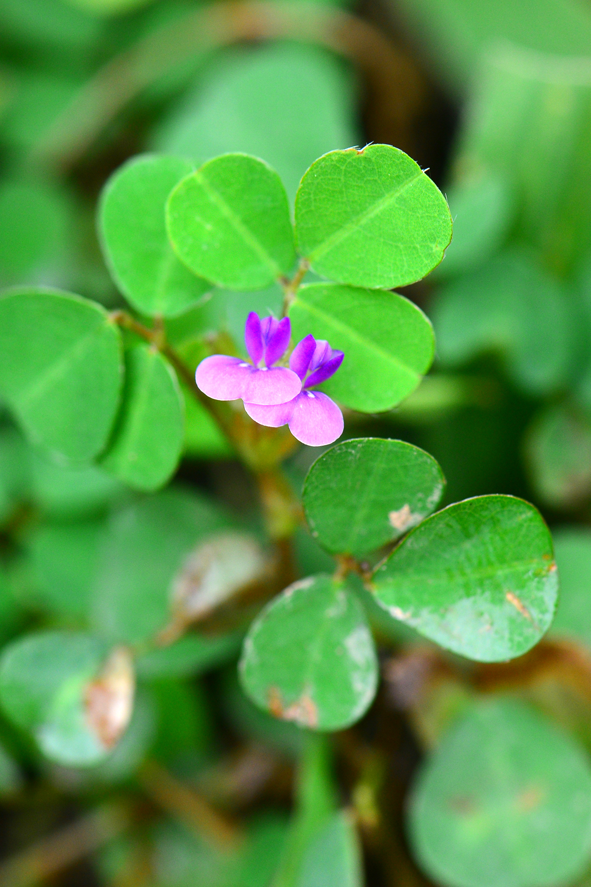 [s]三点金（Desmodium triflorum）.JPG