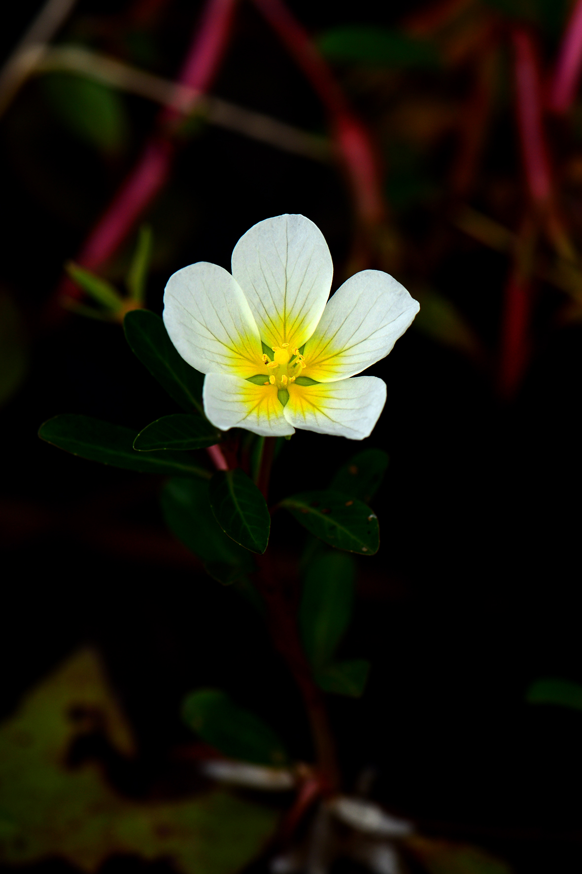 水龙（Ludwigia adscendens）.JPG