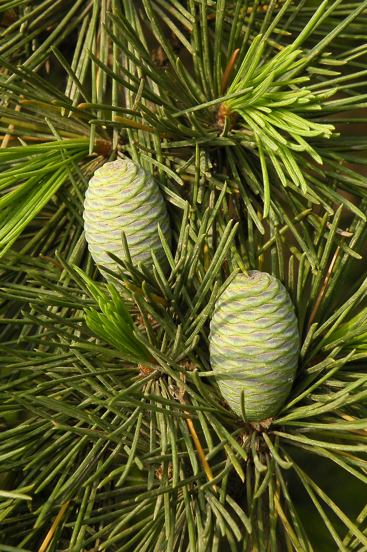 雪松（Cedrus deodara）.JPG