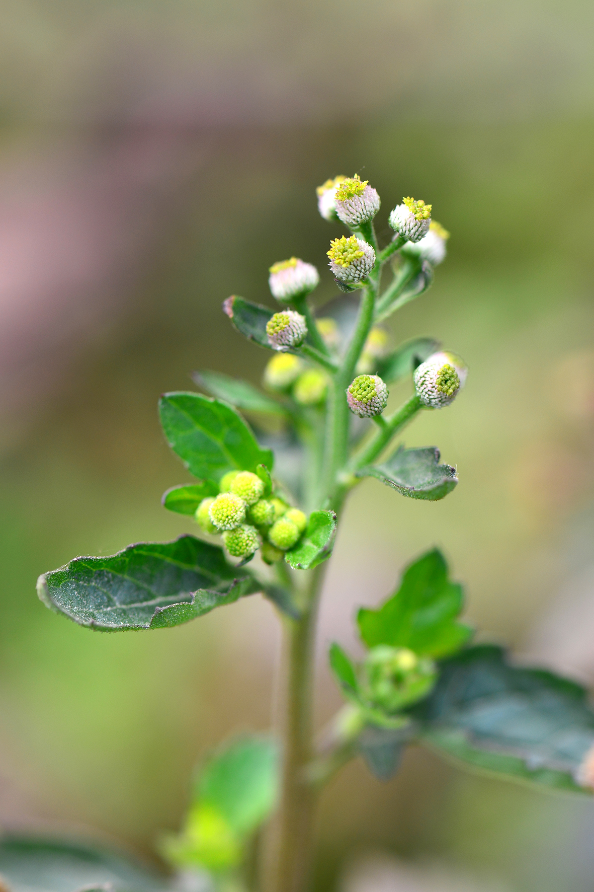 鱼眼草（Dichrocephala auriculata）.JPG