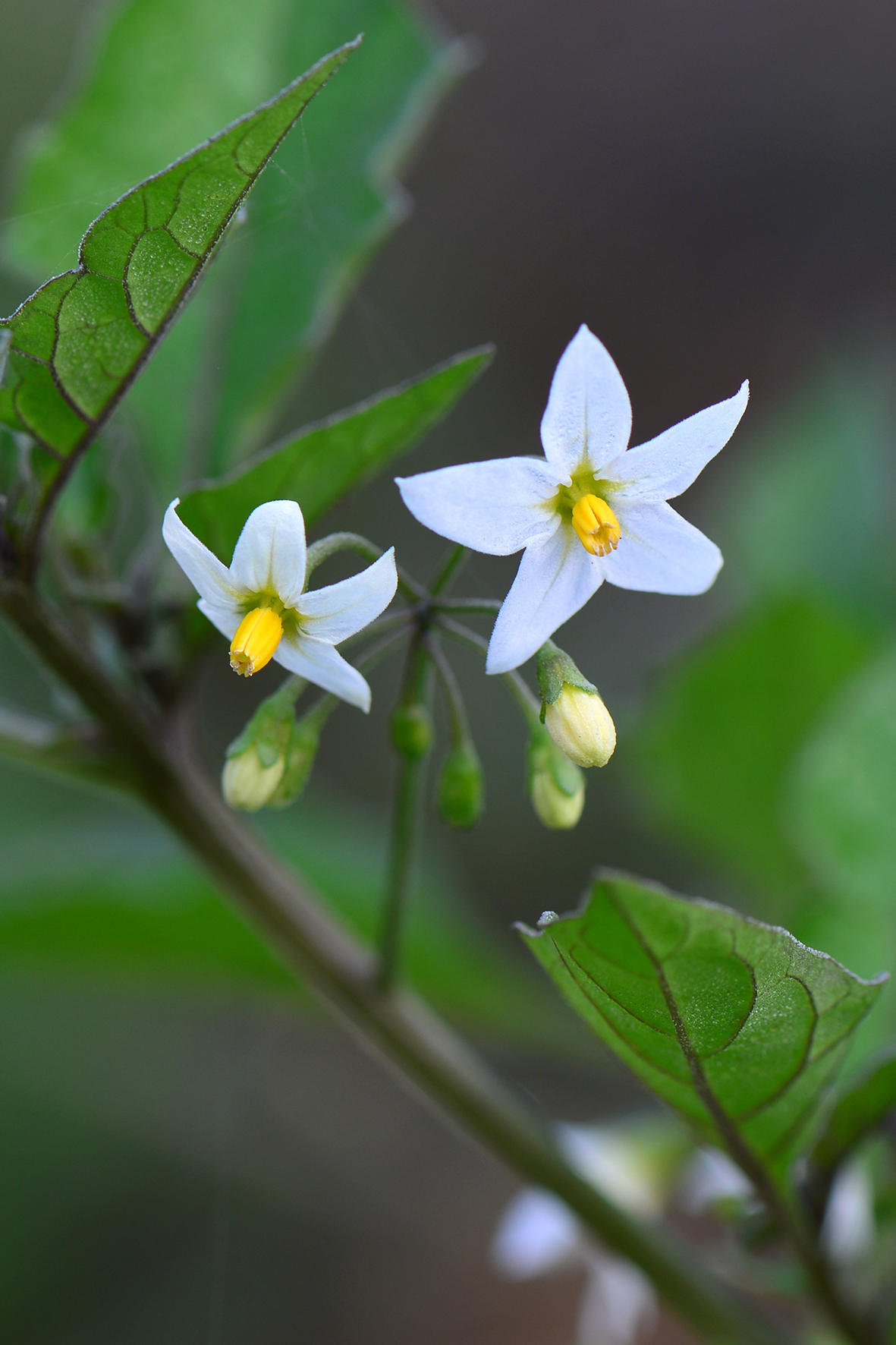 龙葵（Solanum nigrum）.JPG