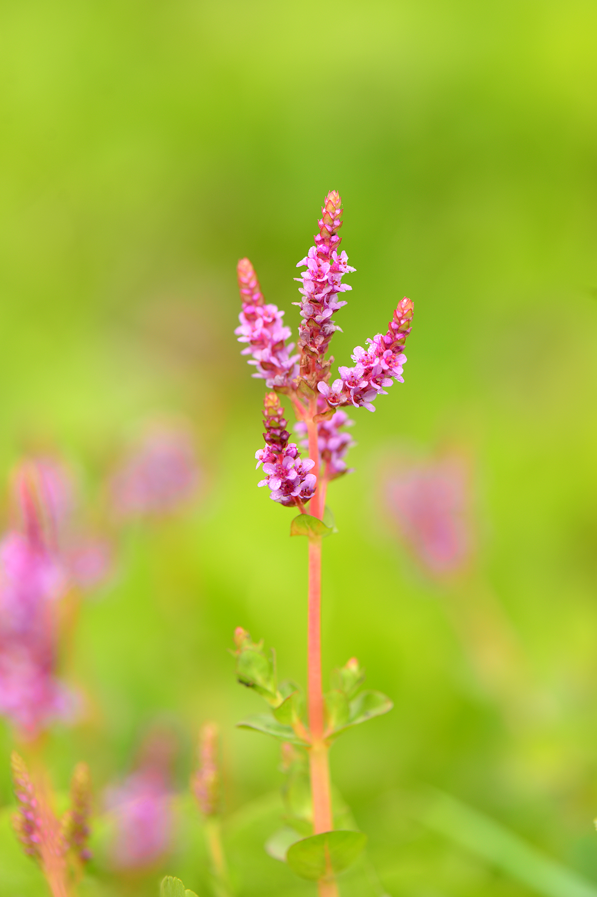 圆叶节节菜（Rotala rotundifolia）.JPG