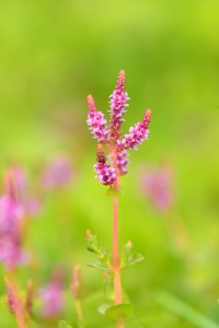 圆叶节节菜