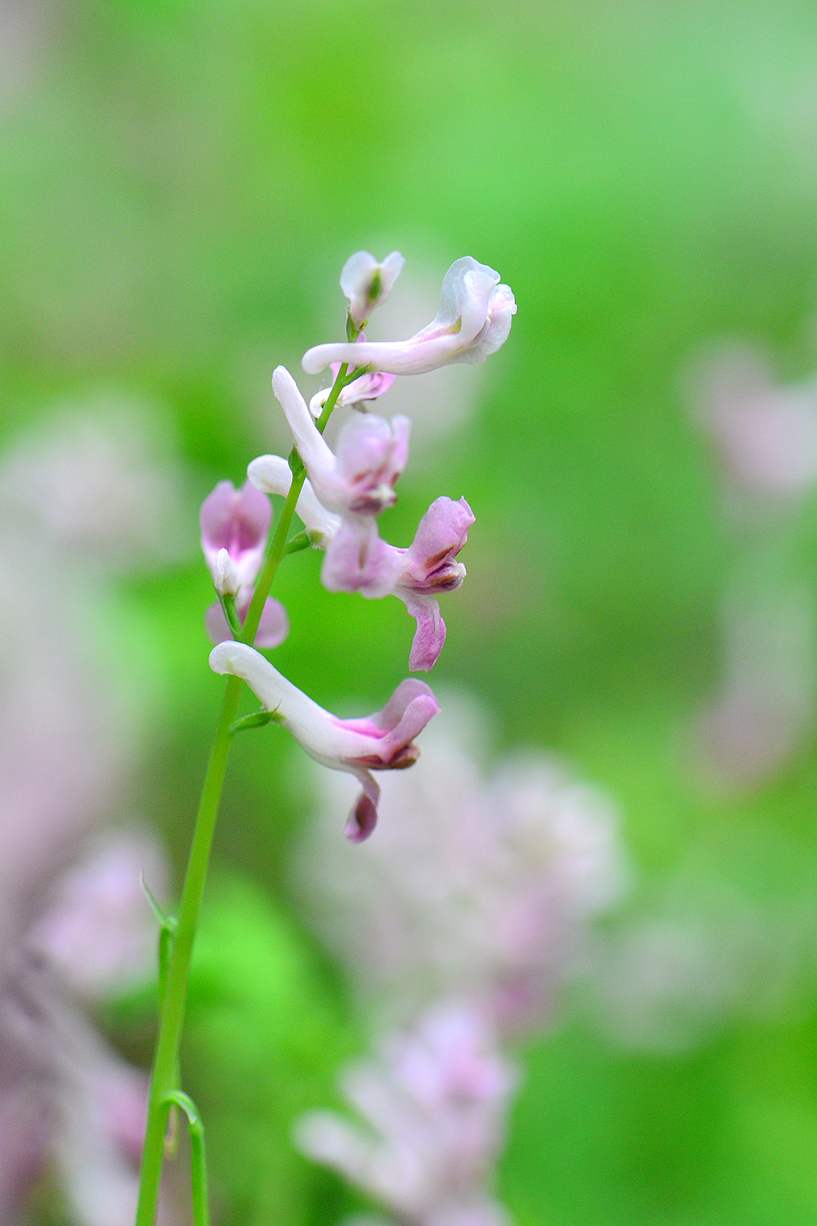 紫堇（Corydalis edulis）.JPG