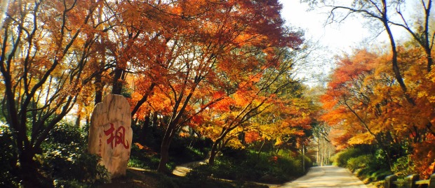 Knowing more about Nanjing Botanical Garden Mem. Sun Yat-Sen