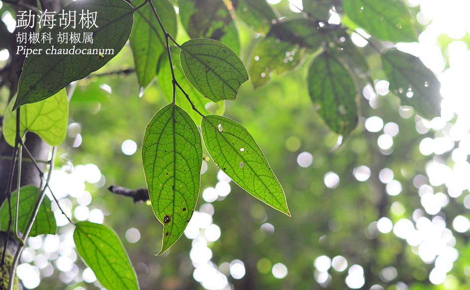 胡椒科-胡椒属-勐海胡椒（Piper chaudocanum）.JPG