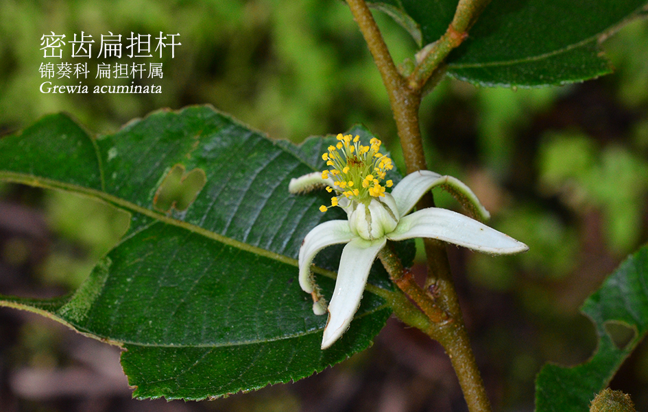 锦葵科-扁担杆属-密齿扁担杆（Grewia acuminata）.JPG