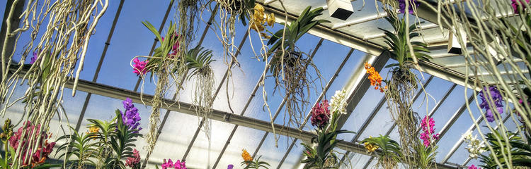 Orchids promo 750 x 450_1.jpg