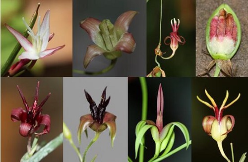 昆明植物研究所完成泰国百部科植物多样性考察