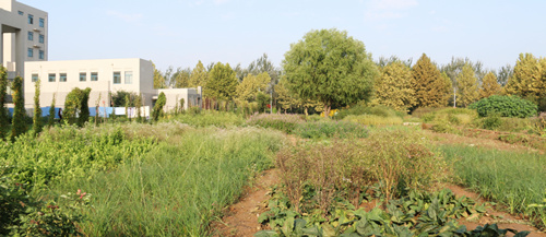 山东中医药大学百草园