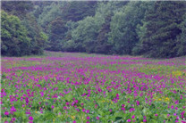 丽江高山植物园