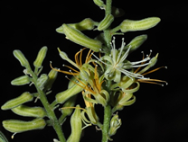 西双版纳勐腊县发现斑果藤属新种