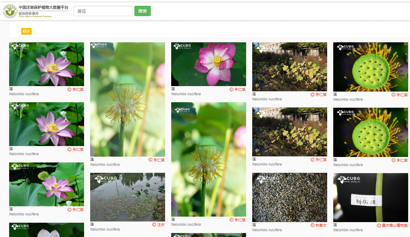 好看的绿色植物背景高清图片下载-正版图片500909584-摄图网